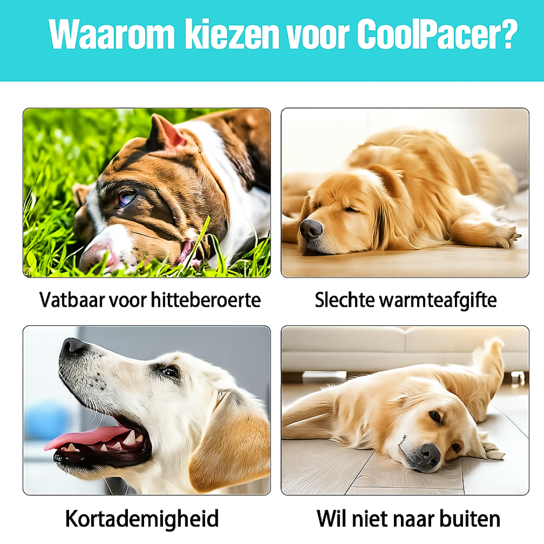CoolShield Pro – Koelvest voor honden met UV-bescherming en ademend mesh