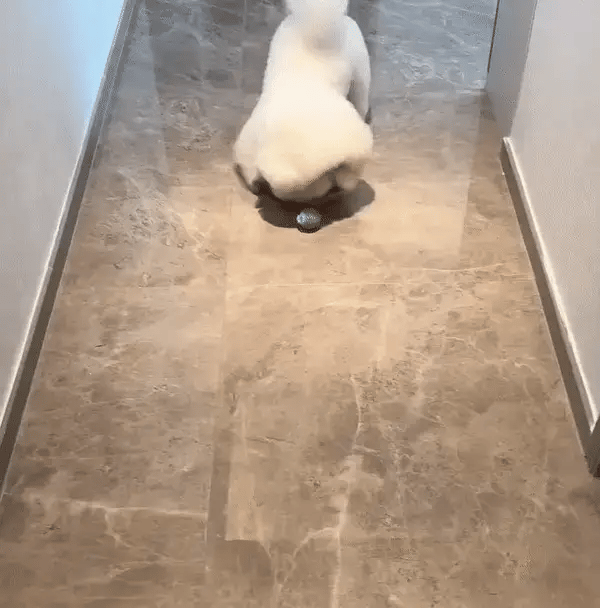 PlayPaws – Slimme speelbal voor actief speelplezier
