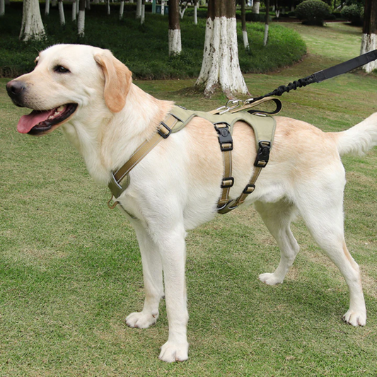 PawSecure – Veilig & Comfortabel Hondentuig